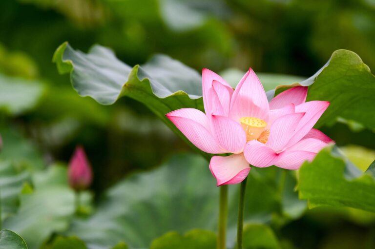 Les fleurs de lotus fleurissent à Tongling, dans la province de l'Anhui, le 21 juin 2026, jour du solstice d'été. /VCG