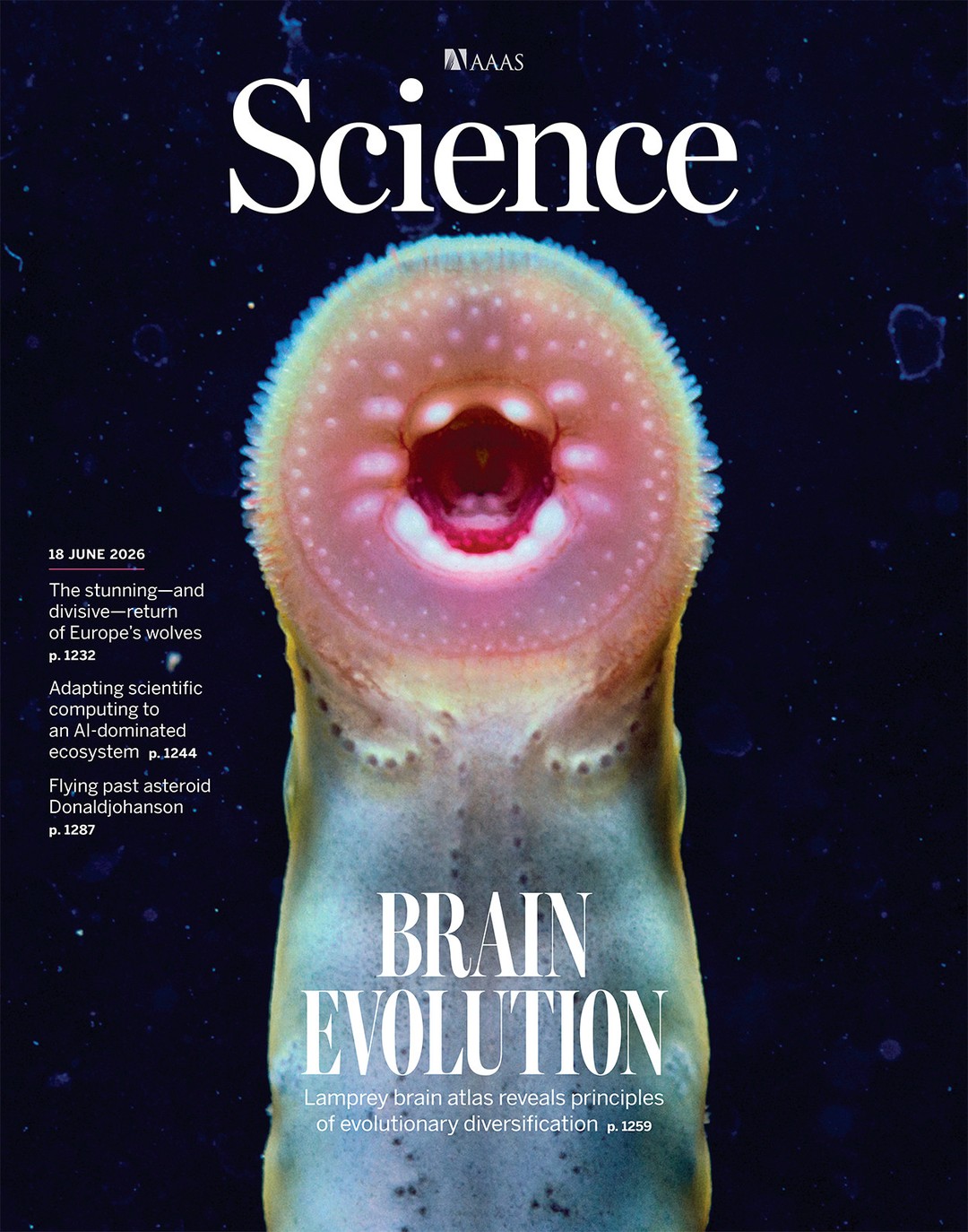 La lamproie d'Extrême-Orient (Lethenteron reissneri) en couverture du 18 juin 2026 de Science. La couverture met en lumière la recherche sur l'évolution du cerveau des vertébrés. / Science