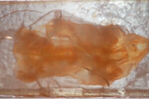 Une technologie qui change notre façon de voir les tissus biologiques