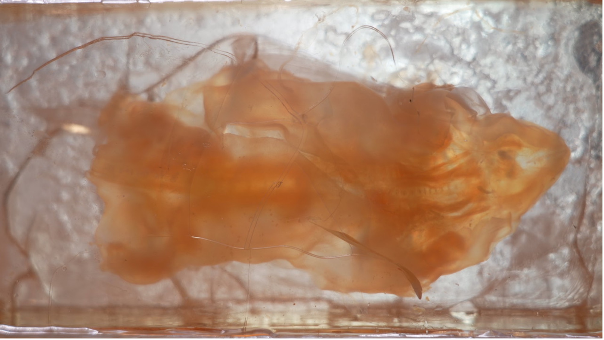 Un échantillon de souris transparent noyé dans de la résine. /CGTN