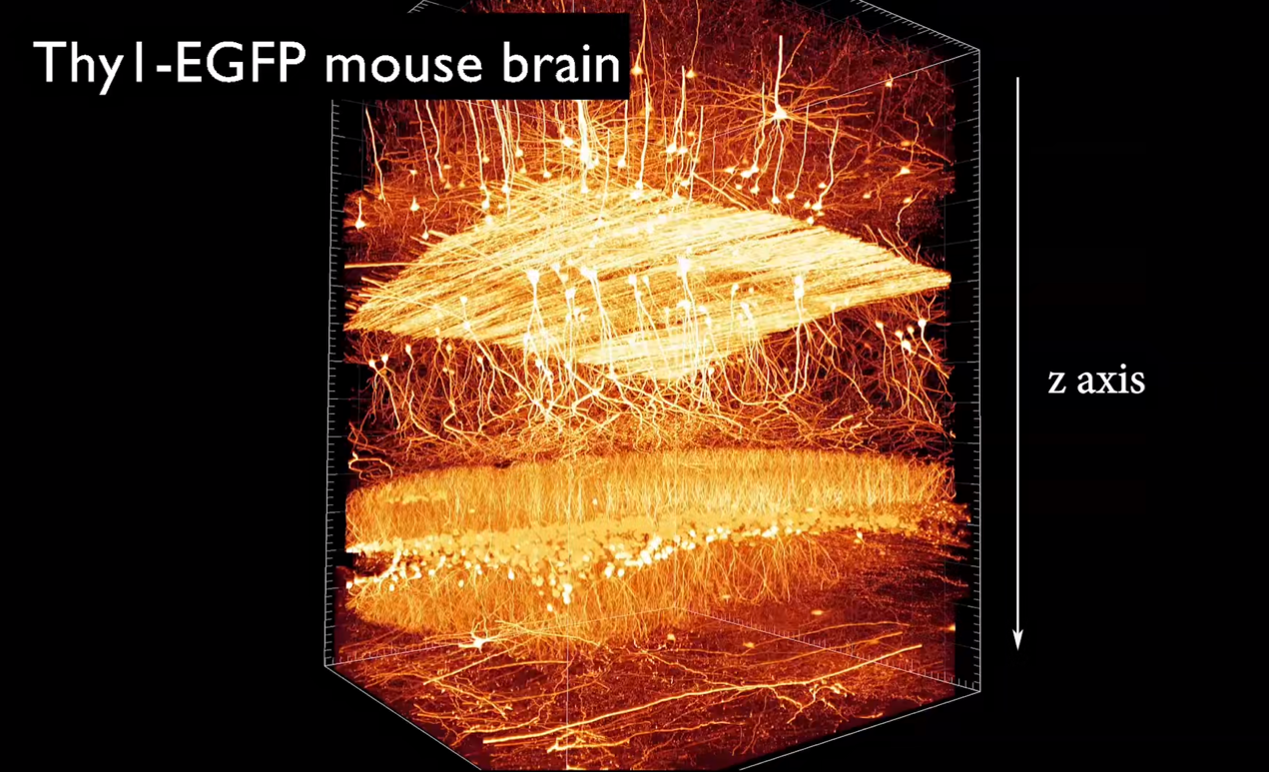 Un échantillon de cerveau de souris 1 × 1 × 1,5 mm^3 est traité avec la méthode TESOS et imagé avec une taille de voxel de 0,26 × 0,26 × 1,2 µm^3. /CIBR