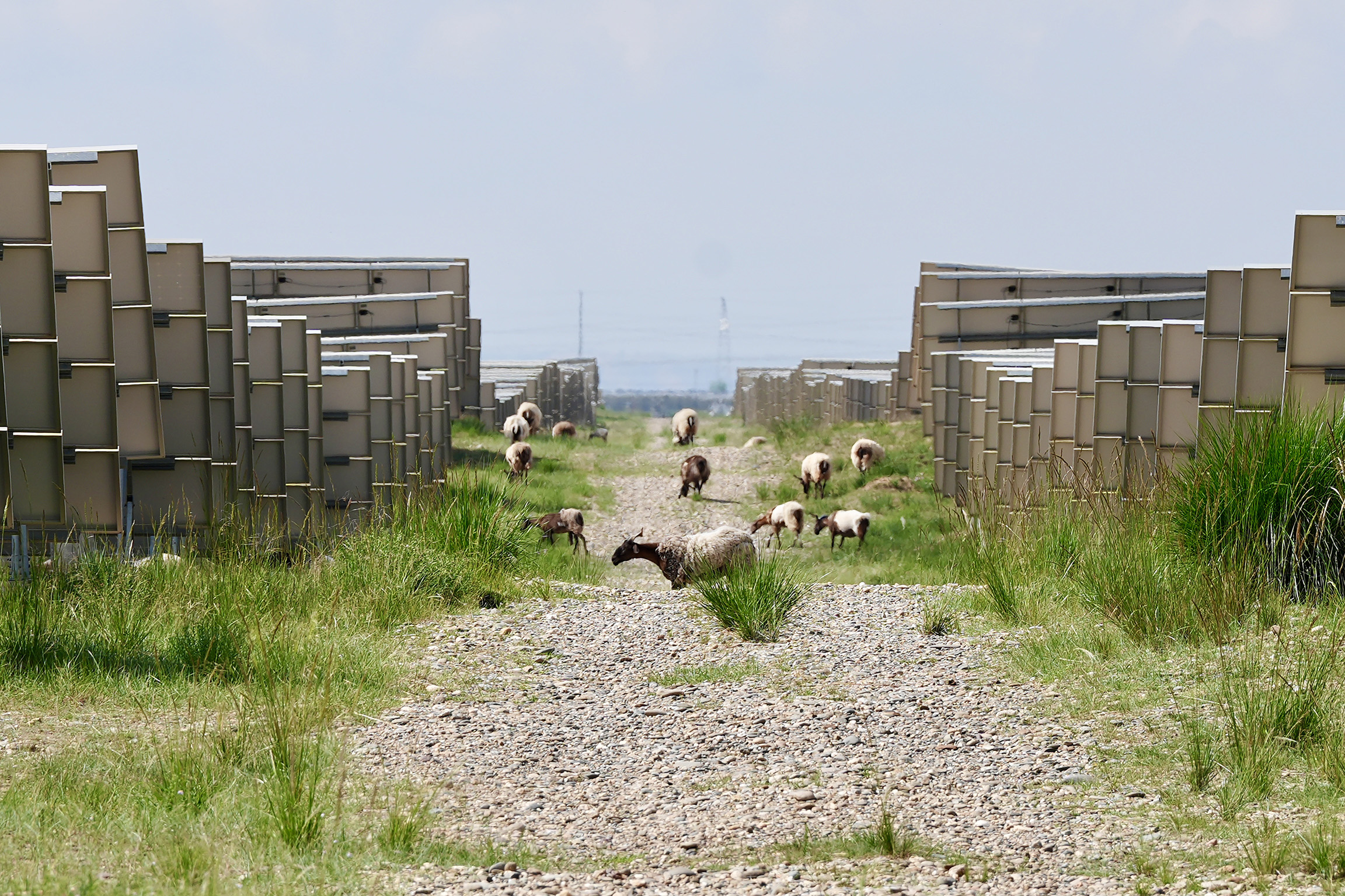 Un troupeau de moutons paît sous des rangées de panneaux solaires photovoltaïques dans la région de Talatan de la préfecture autonome Zang de Hainan, dans la province chinoise du Qinghai (nord-ouest). Chang Ruixiang/CGTN