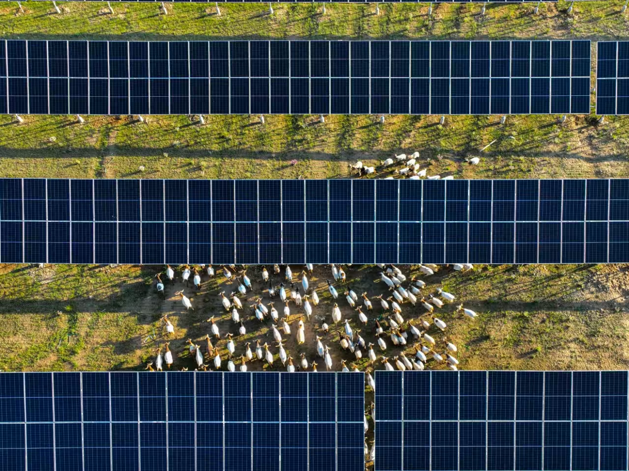 Un troupeau de moutons paît sous des rangées de panneaux solaires photovoltaïques dans la région de Talatan de la préfecture autonome Zang de Hainan, dans la province chinoise du Qinghai (nord-ouest). /Photo fournie par la préfecture de Hainan