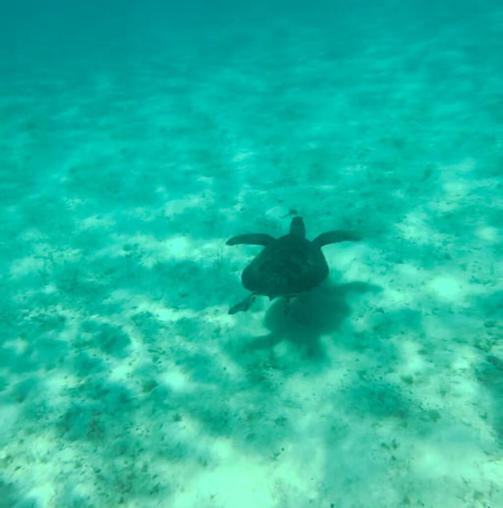Une tortue verte dans la mer. /Institut d'océanologie de la mer de Chine méridionale, Académie chinoise des sciences