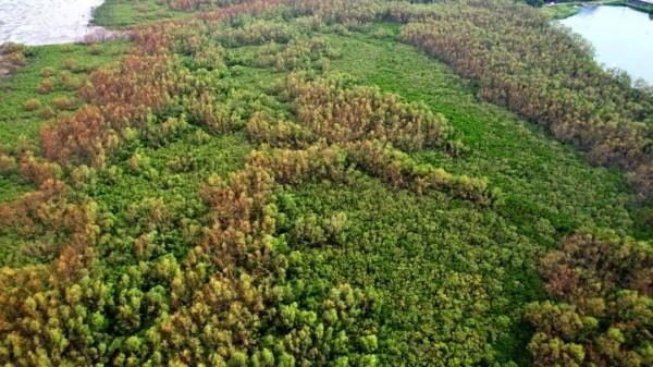 Photo de mangroves prise lors de la mission de surveillance par télédétection. /Bureau de la mer de Chine méridionale du ministère des Ressources naturelles