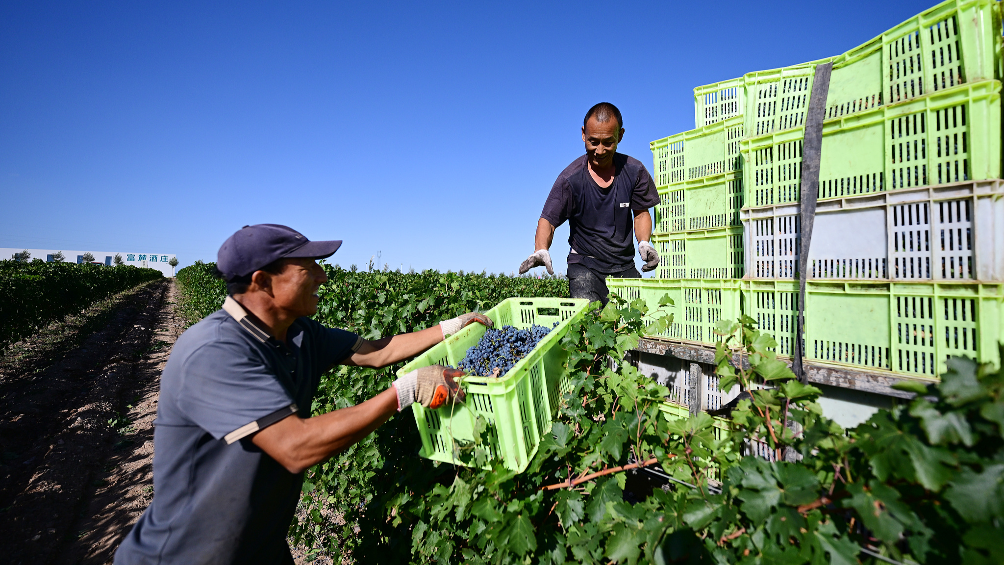 Des ouvriers récoltent des raisins de cuve dans la ville de Minning, dans le comté de Yongning, à Yinchuan, dans la région autonome de Ningxia Hui, dans le nord-ouest de la Chine, le 23 septembre 2025. /VCG