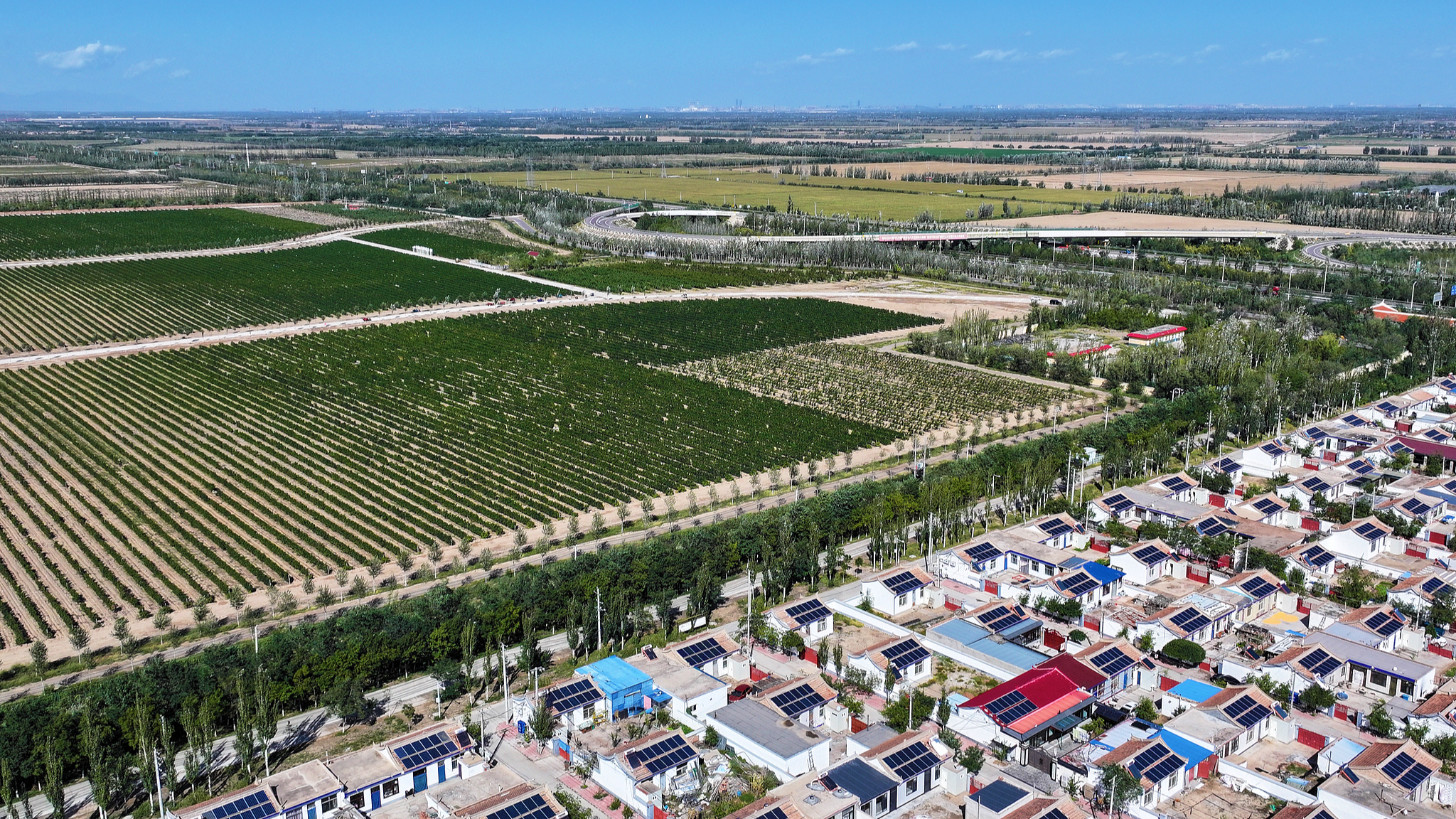 De vastes vignobles à Minning Town, comté de Yongning, Yinchuan, région autonome du Ningxia Hui, dans le nord-ouest de la Chine, le 23 septembre 2025. /VCG