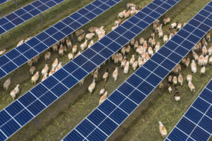 Des panneaux solaires et des moutons transforment le désert chinois en éco-pâturage