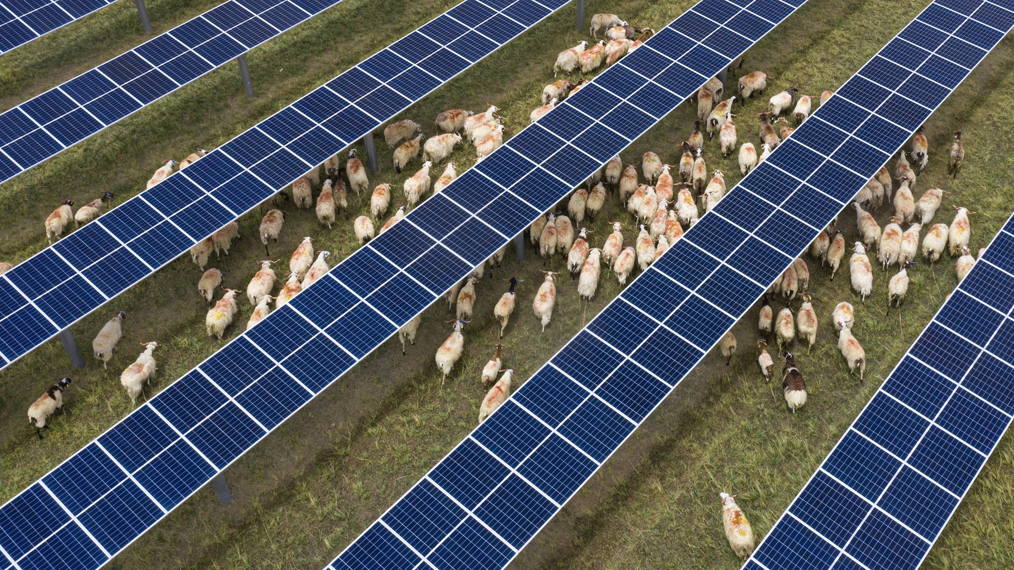 Un troupeau de moutons paît sous des rangées de panneaux solaires photovoltaïques dans la région de Talatan de la préfecture autonome Zang de Hainan, dans la province chinoise du Qinghai (nord-ouest). /Photo fournie par la préfecture de Hainan