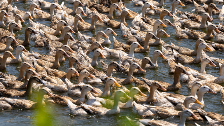 Un troupeau de canards flotte dans une base de reproduction à Jinhua, dans la province du Zhejiang, dans l'est de la Chine, le 1er mai 2026. /CFP