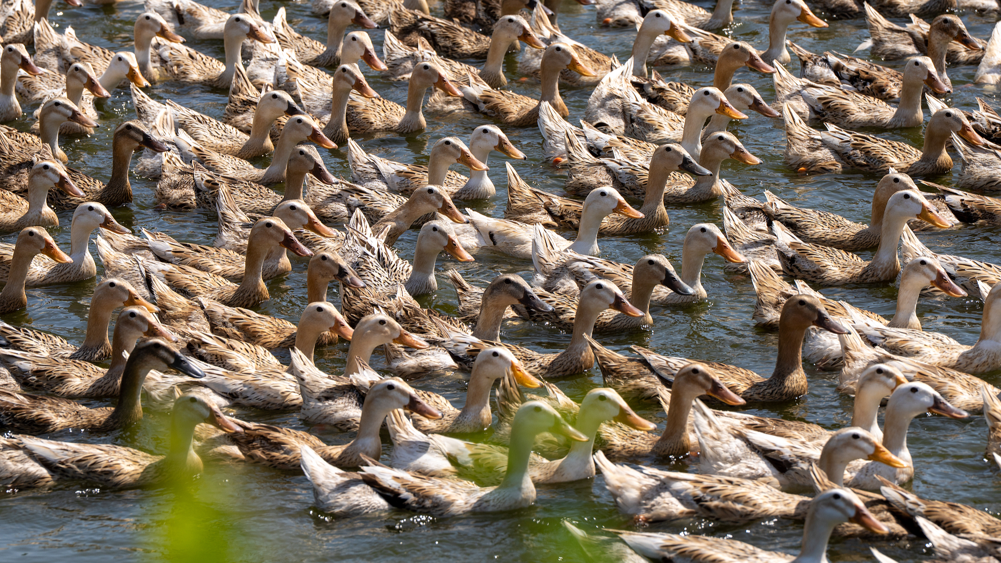 Un troupeau de canards flotte dans une base de reproduction à Jinhua, dans la province du Zhejiang, dans l'est de la Chine, le 1er mai 2026. /CFP
