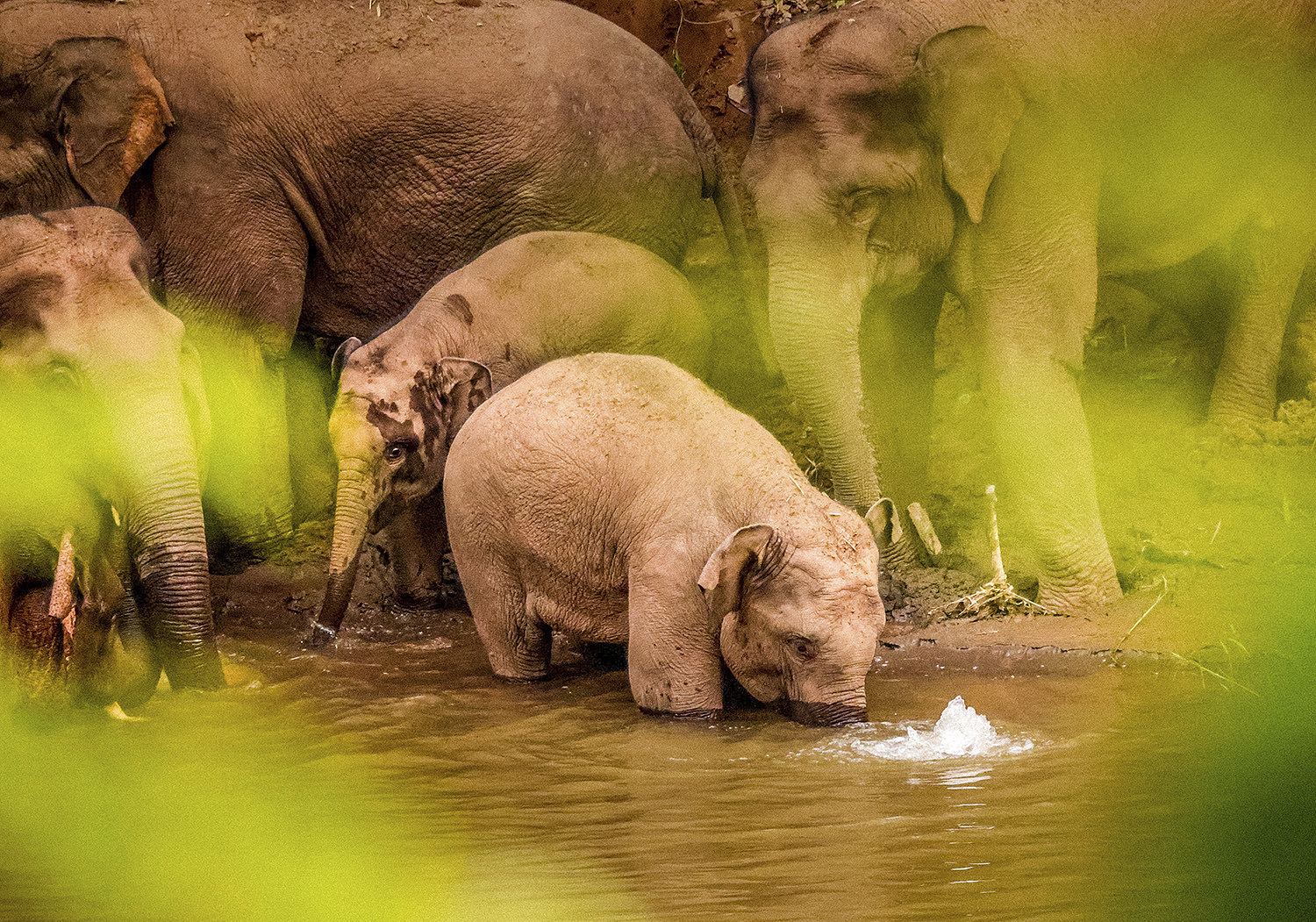 Des éléphants d'Asie s'ébattent dans la forêt de la province du Yunnan, dans le sud-ouest de la Chine, le 13 octobre 2021. /VCG