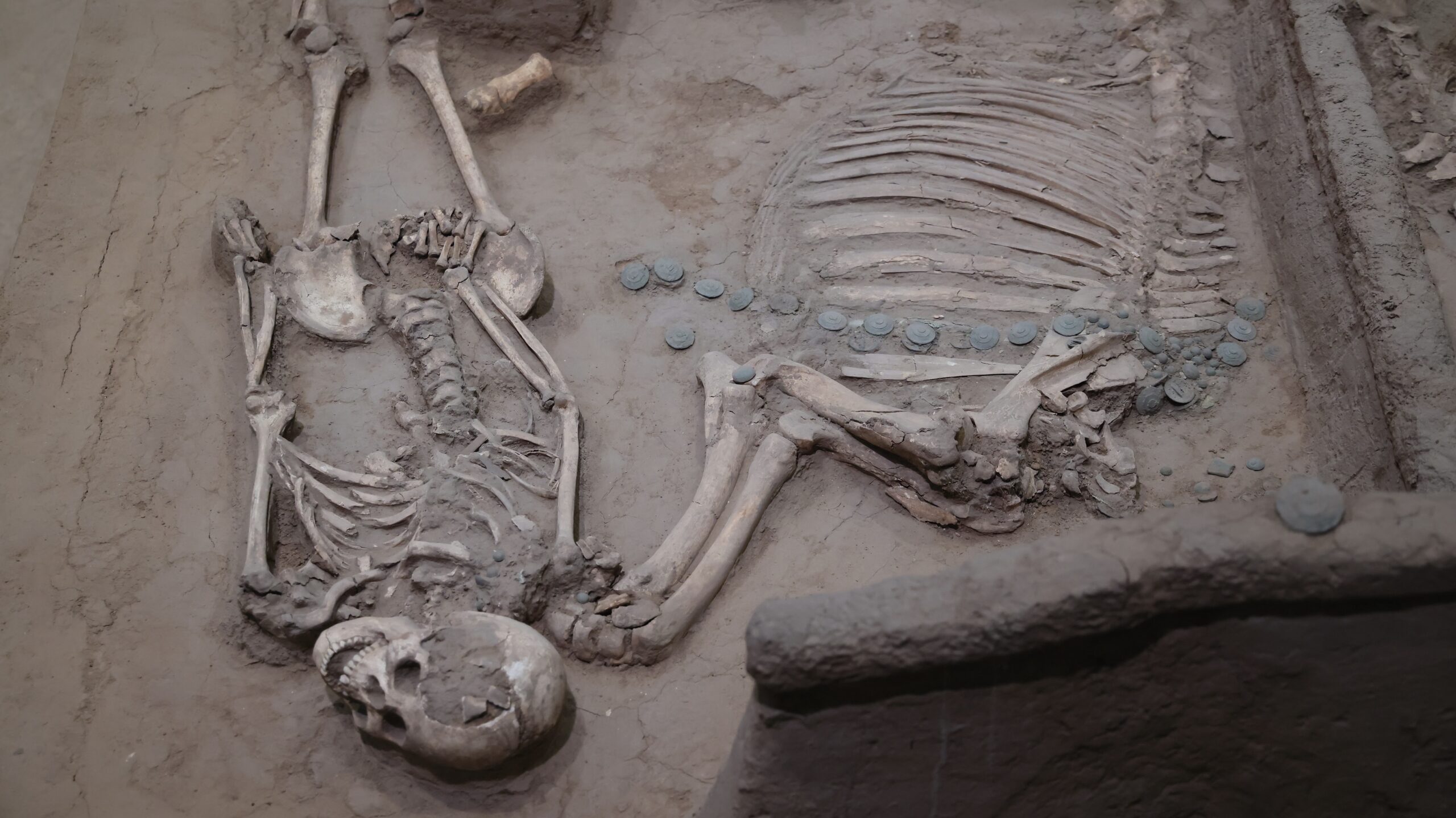 Des restes squelettiques humains anciens sont exposés au musée des ruines de Yin à Anyang, dans la province du Henan (centre de la Chine), le 5 avril 2026. /VCG