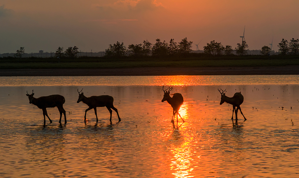 Des wapitis se nourrissent et se reposent dans la lueur du soir, Yancheng, province du Jiangsu (est de la Chine), le 6 août 2026. /VCG
