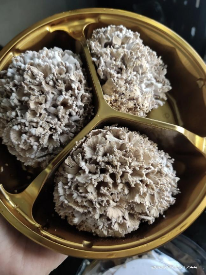 Le champignon fruit royal de huitième génération cultivé par l'Institut de botanique de Kunming, Académie chinoise des sciences, juillet 2026. /Deng Lixing