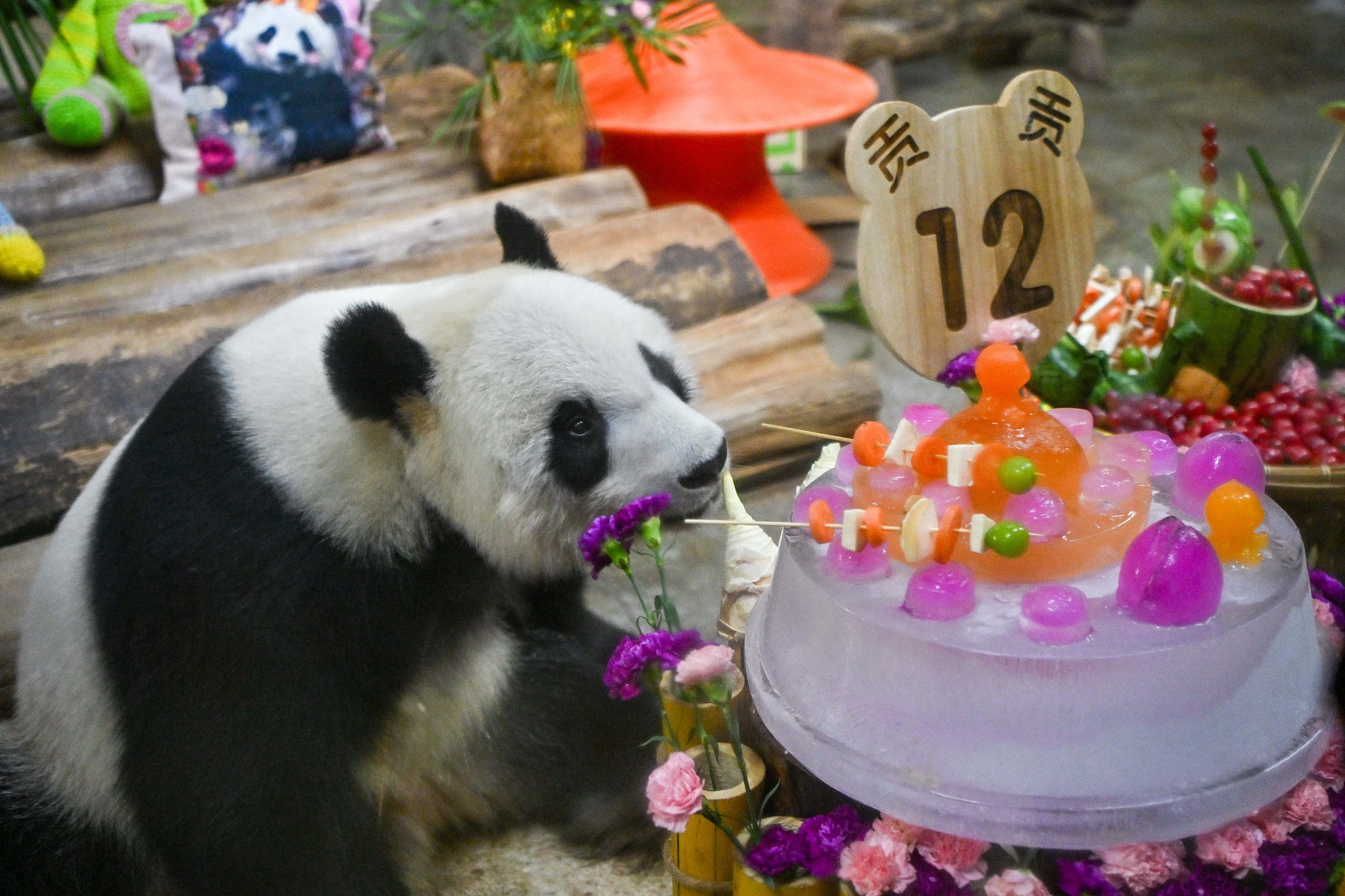Le panda géant Gong Gong profite d'un repas spécialement préparé