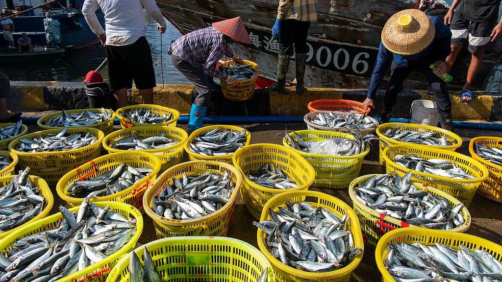 Des pêcheurs déchargent leurs prises fraîches des premiers bateaux de pêche de retour dans un port de pêche de la ville de Qionghai, dans la province chinoise de Hainan (sud), le 17 août 2026. /VCG