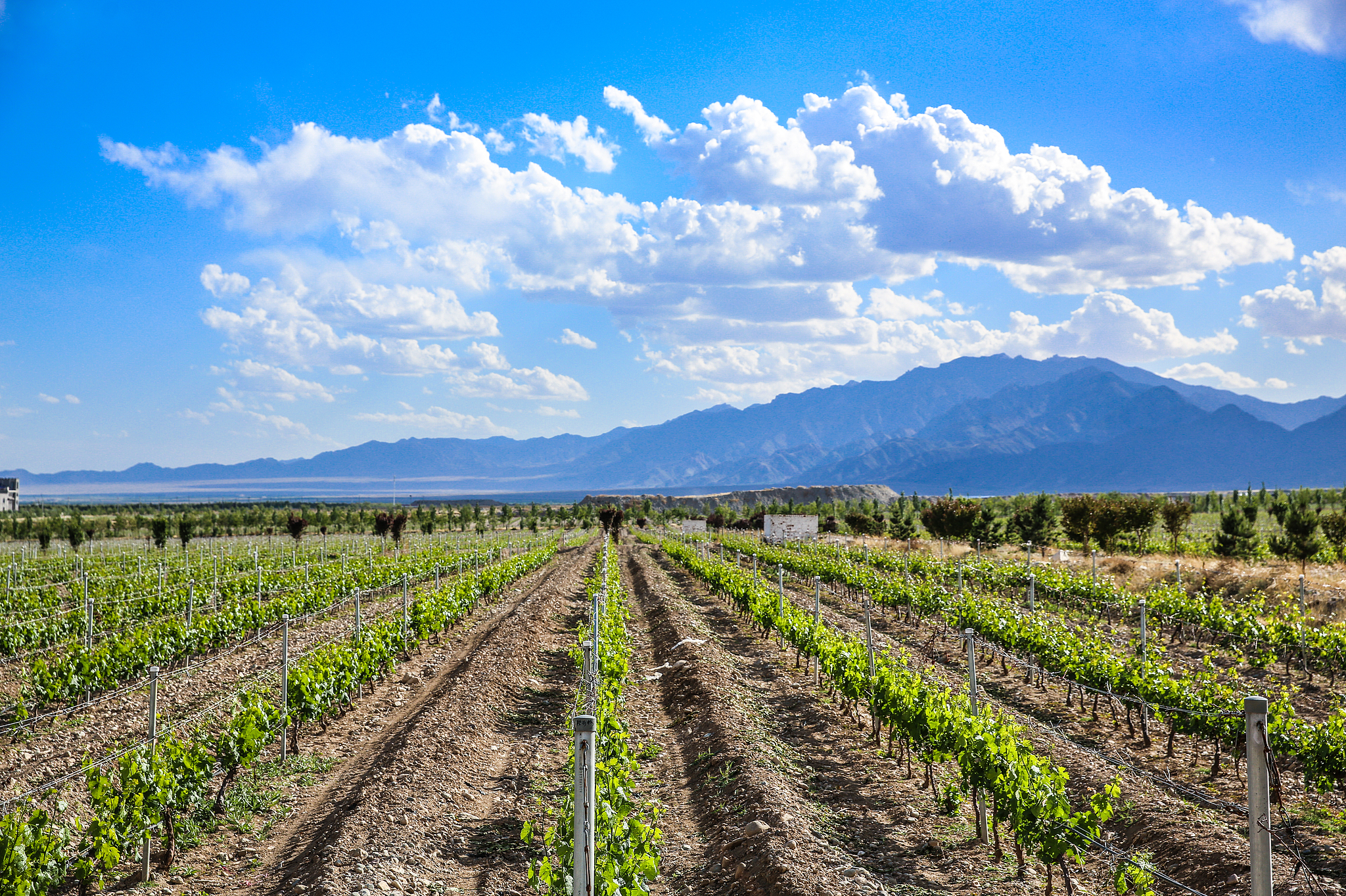 Une photo d'archive montre les vignobles des contreforts orientaux des monts Helan, dans la région autonome du Ningxia Hui, dans le nord-ouest de la Chine. /VCG