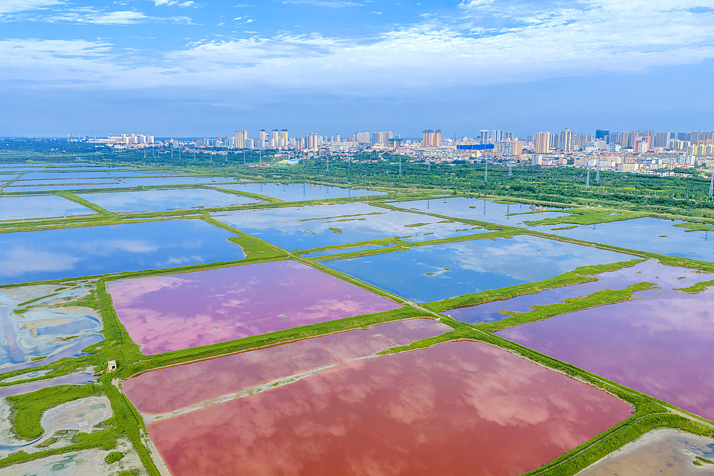 Les mesures de restauration écologique, notamment la transformation des salines en lacs et la restauration de la végétation des zones humides, ont continué à améliorer l'écosystème local, Yuncheng, province du Shanxi (nord de la Chine), 13 août 2026. /VCG