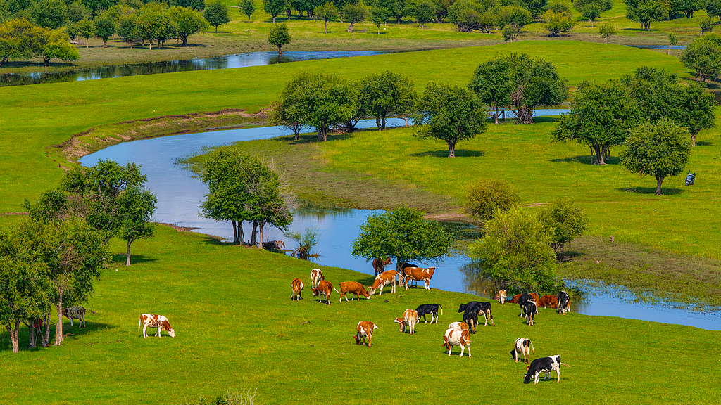 Bovins et moutons paissent tranquillement, Hulunbuir, Mongolie intérieure, le 29 juillet 2026. /VCG