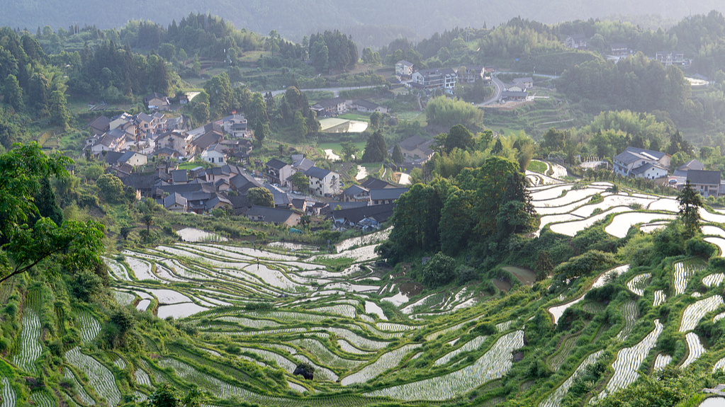 Une vue des rizières en terrasses du comté de Yunhe, ville de Lishui, province du Zhejiang, Chine, 1er juin 2026. /VCG