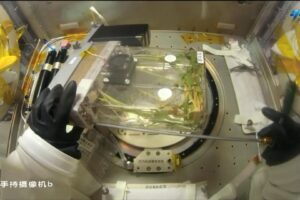 L&rsquo;équipage de Shenzhou-23 fait progresser la croissance du riz sur plusieurs générations en orbite