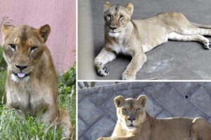 Record heat at Tokyo Zoo, three more lions seriously ill