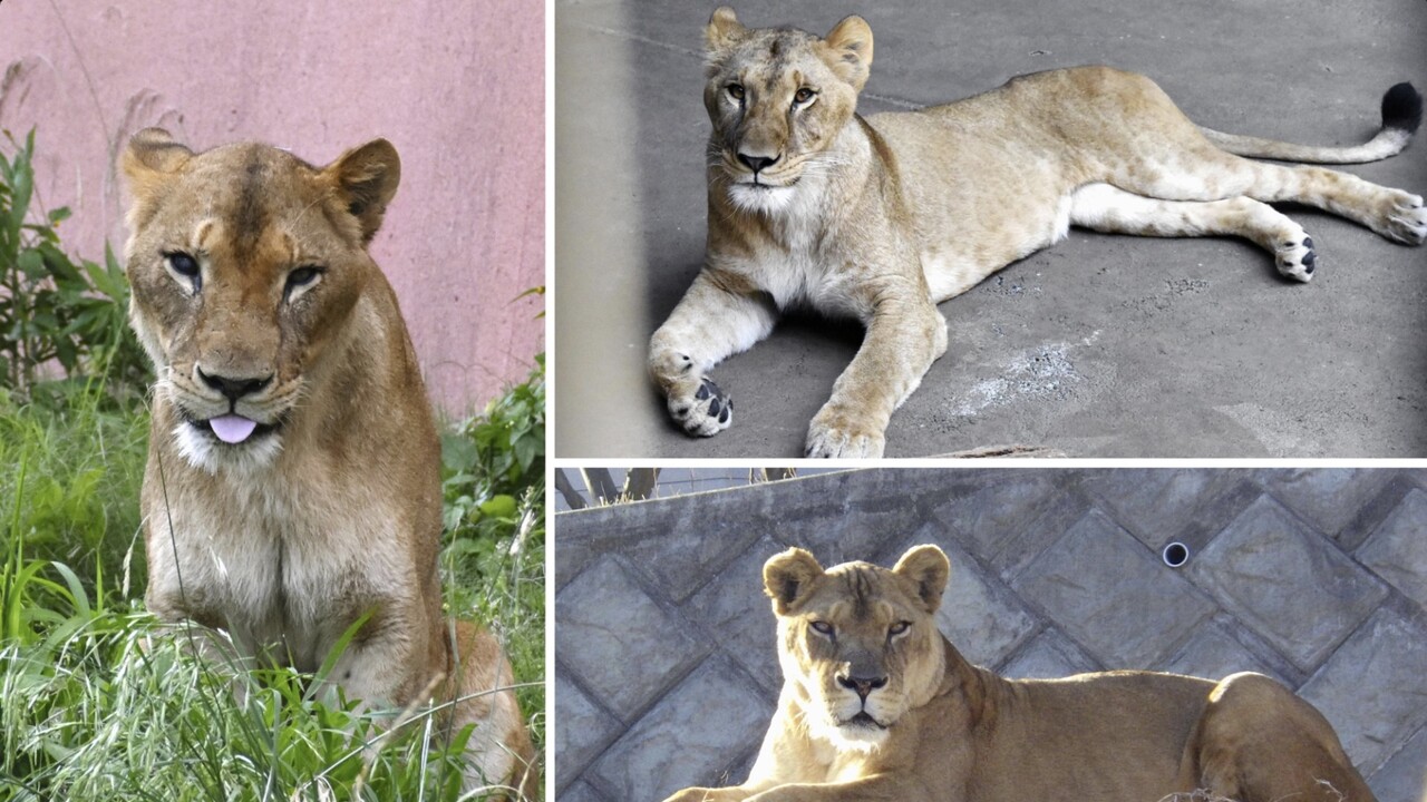 Record heat at Tokyo Zoo, three more lions seriously ill