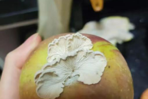 Une collaboration entre une pomme pourrie et un chercheur-internaute mène à un super champignon
