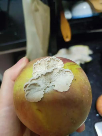 Un champignon sauvage blanc pousse sur une pomme pourrie à Deqing, province du Zhejiang, Chine orientale, juillet 2024. /Deng Lixing