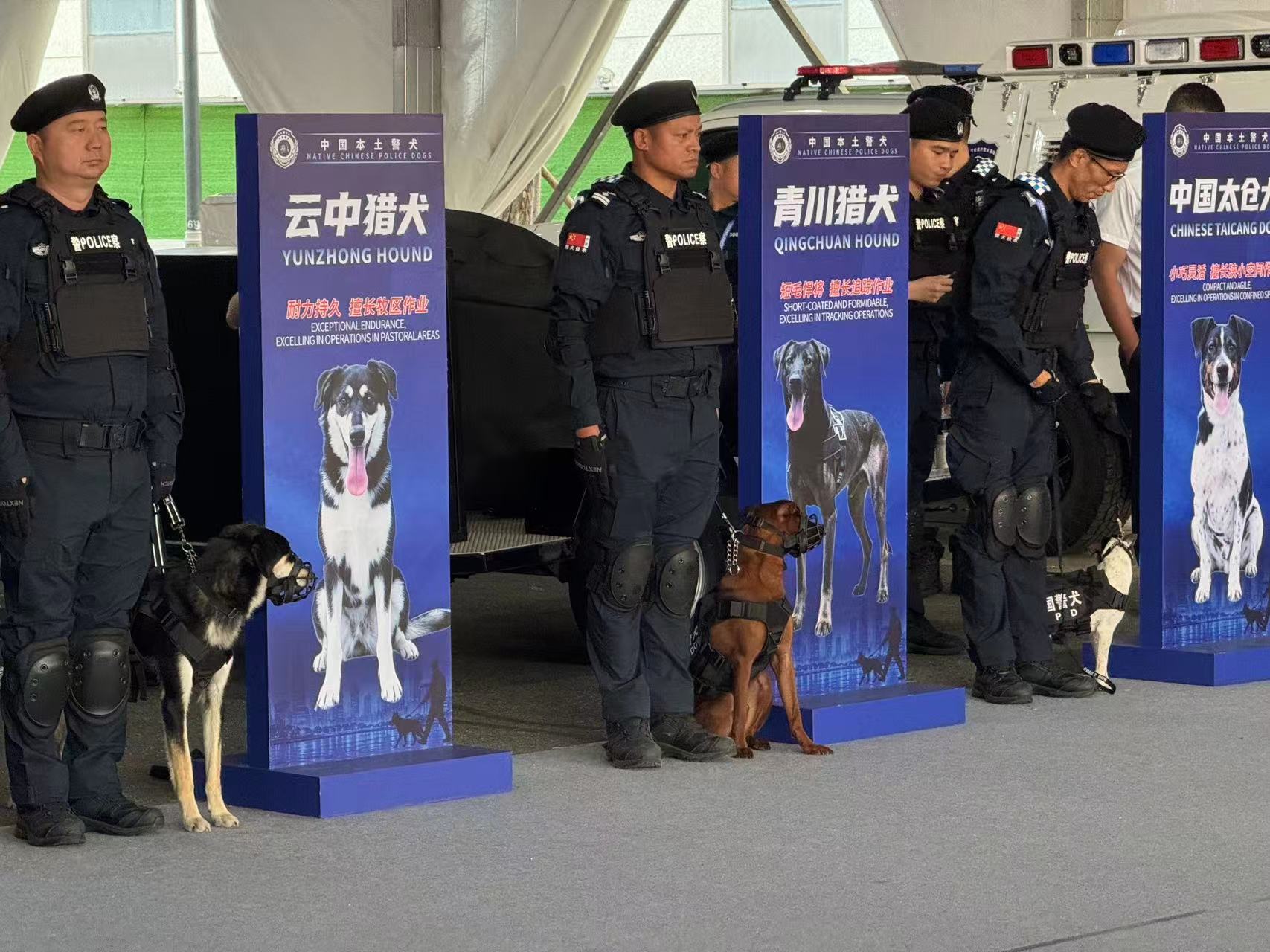 Des chiens policiers sont présentés à l'exposition sur les technologies et les équipements de sécurité publique à Lianyungang, province du Jiangsu, Chine, le 8 septembre 2026. Peng Yuhan/CGTN