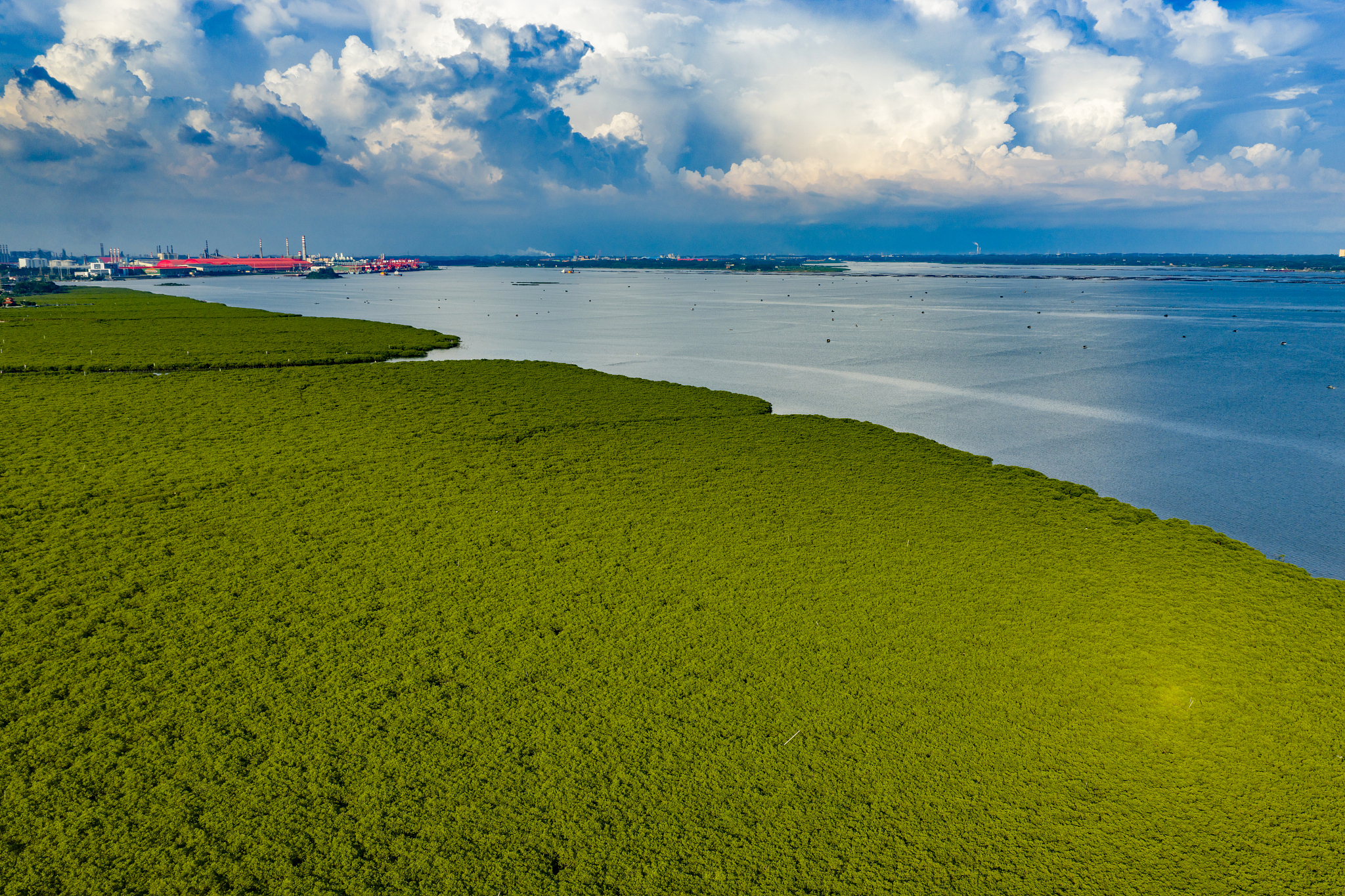 Mangroves à Fangchenggang, Guangxi. /VCG