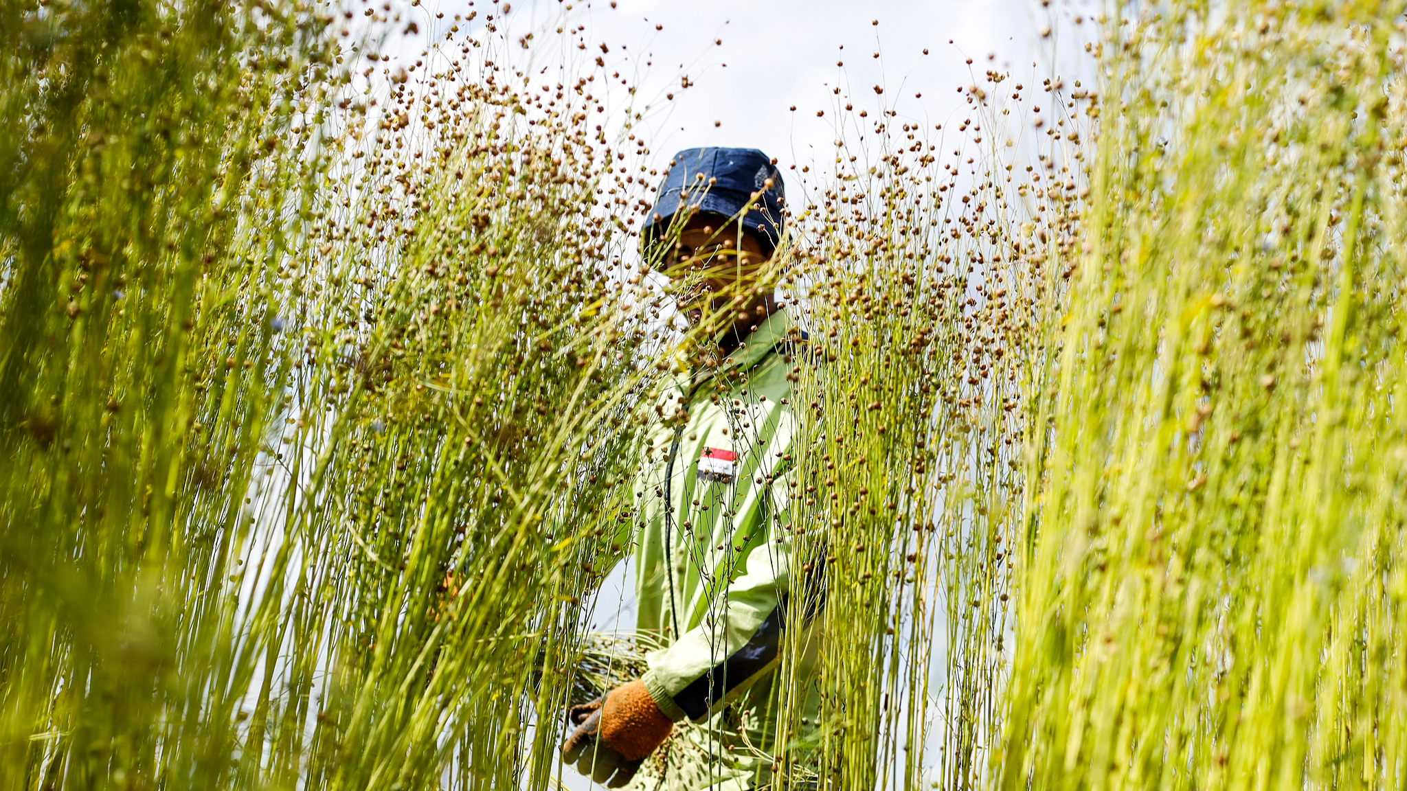 Des agriculteurs égyptiens récoltent du lin à Sharqia, en Égypte, le 14 avril 2025. /VCG