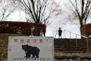Bear alarm in Japan: one falls into the sea from a fishing boat, one falls under a train
