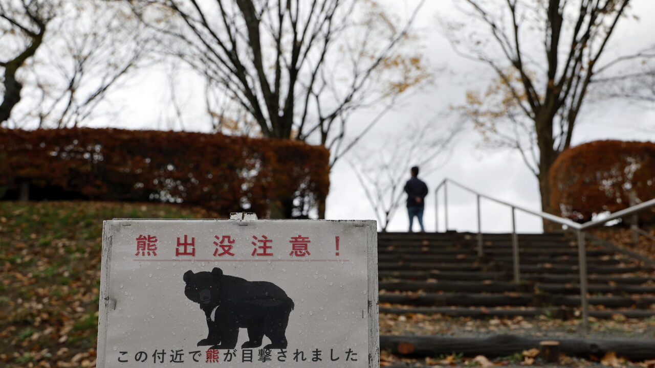 Bear alarm in Japan: one falls into the sea from a fishing boat, one falls under a train