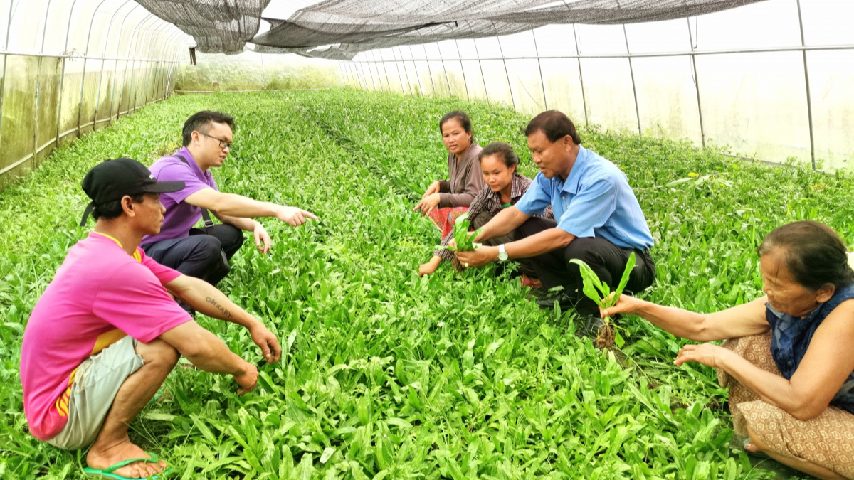 Des experts chinois fournissent des conseils aux agriculteurs laotiens sur la culture de légumes dans une base de légumes du village de Khamhoua, district de Xaythany, Vientiane, Laos, 2023. /Photo du ministère de l'Agriculture et des Affaires rurales de la région autonome Zhuang du Guangxi