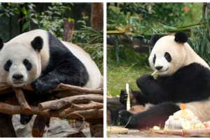 La Chine envoie deux pandas géants au zoo d&rsquo;Atlanta