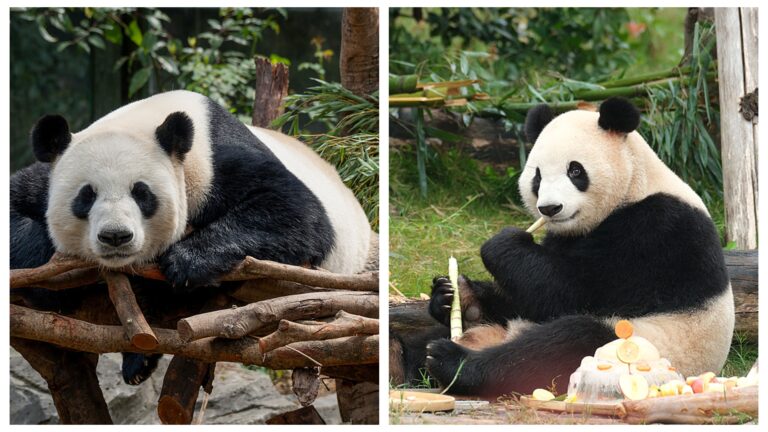 La Chine envoie deux pandas géants au zoo d&rsquo;Atlanta