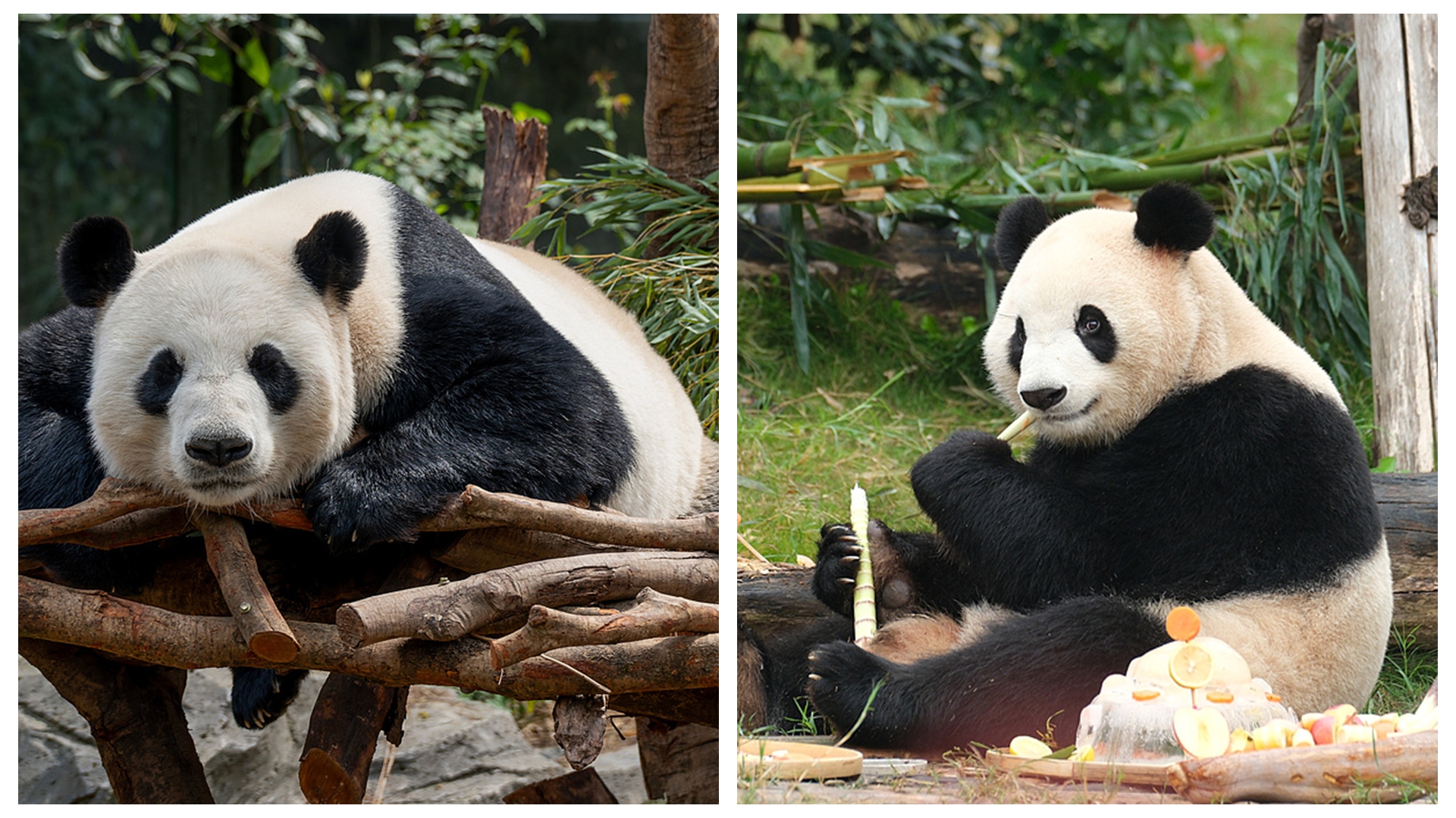 Photos d'archives des pandas géants Ping Ping (à gauche) et Fu Shuang (à droite). /VCG