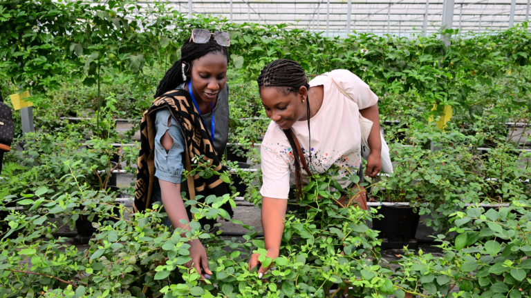 Des universitaires africains visitent une installation intelligente de culture de myrtilles à Jinhua, dans la province du Zhejiang (est de la Chine), le 23 mai 2026. /VCG
