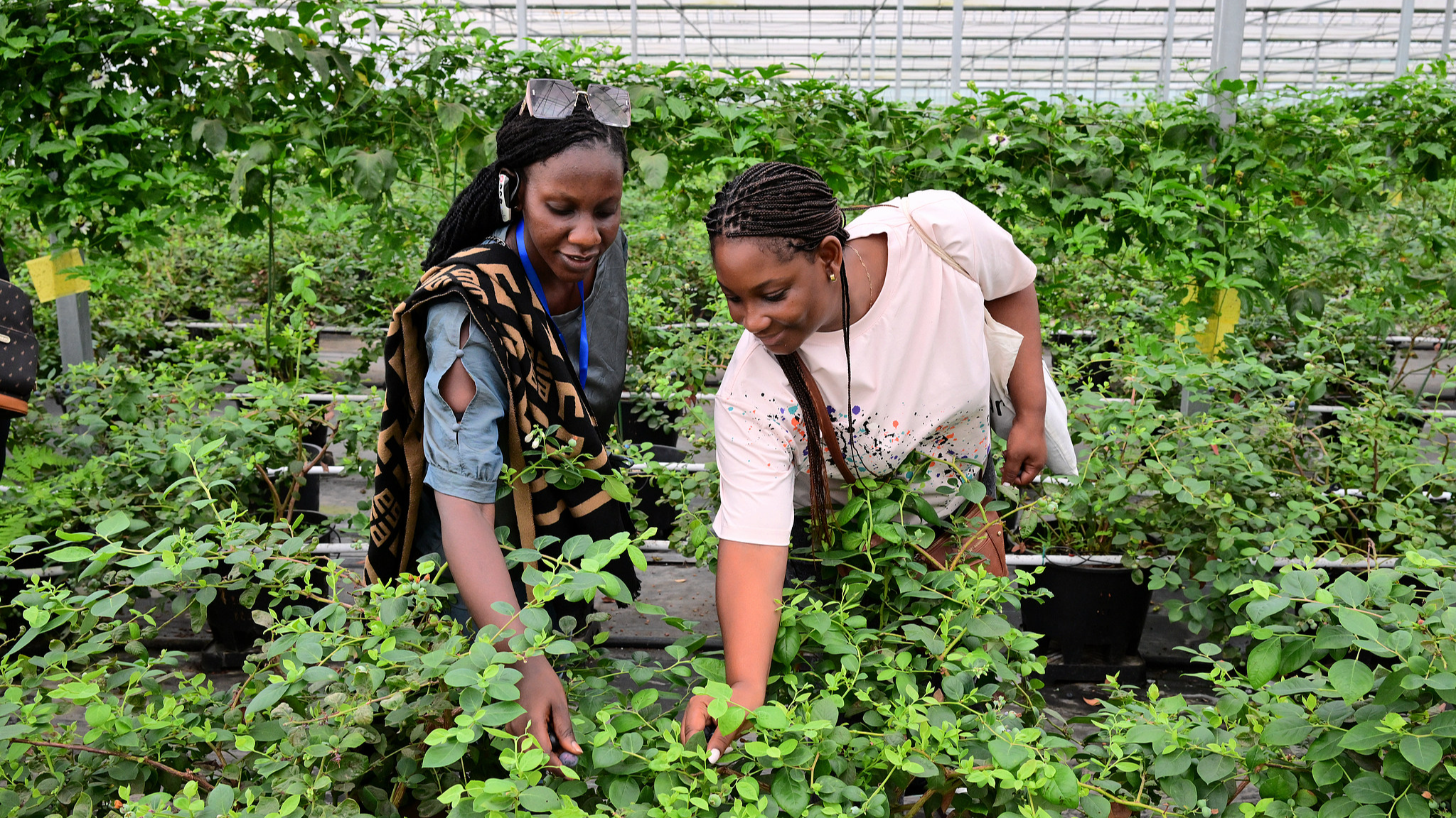 Des universitaires africains visitent une installation intelligente de culture de myrtilles à Jinhua, dans la province du Zhejiang (est de la Chine), le 23 mai 2026. /VCG