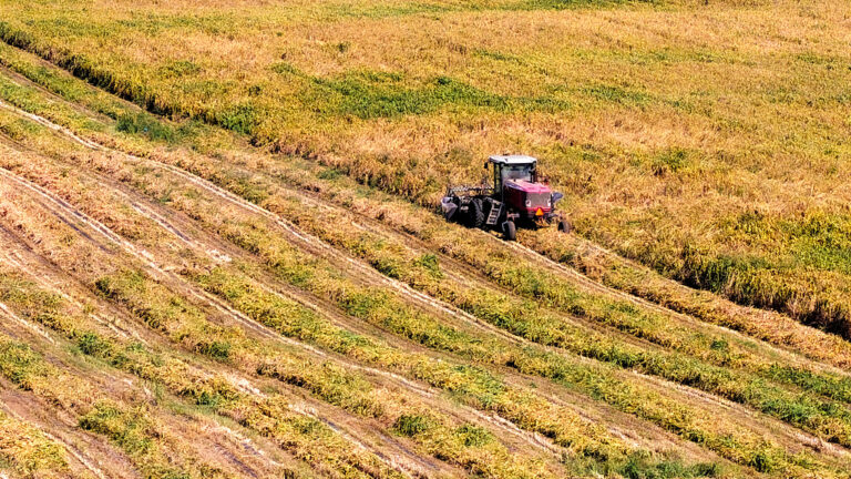Début de la récolte du mil à Chifeng, dans la région autonome de Mongolie intérieure, dans le nord de la Chine, le 28 septembre 2026. /VCG