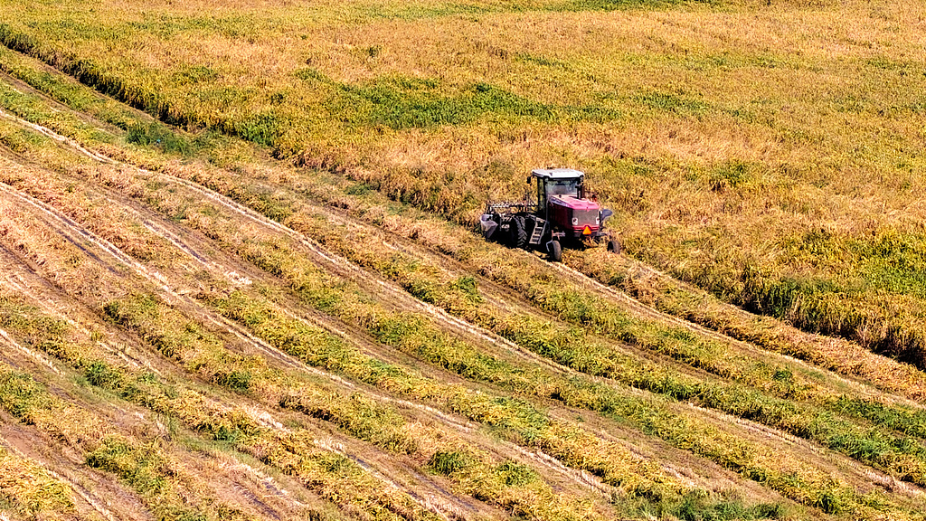 Début de la récolte du mil à Chifeng, dans la région autonome de Mongolie intérieure, dans le nord de la Chine, le 28 septembre 2026. /VCG