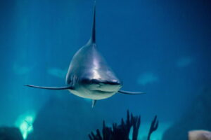 Media, shark stuck in a South Korean canal attracts 600,000 visitors