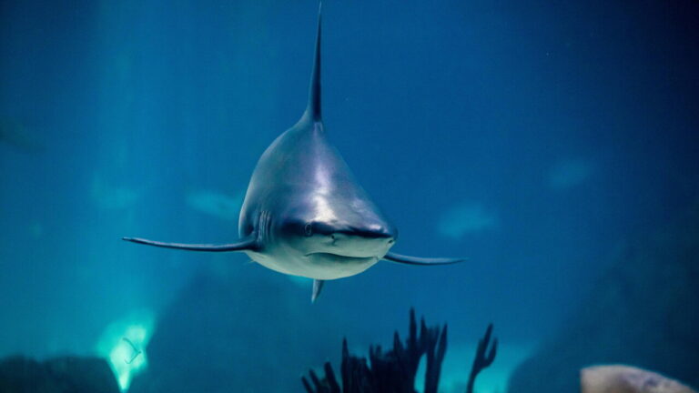 Media, shark stuck in a South Korean canal attracts 600,000 visitors