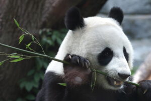 Two giant pandas from China flying to a zoo in the USA