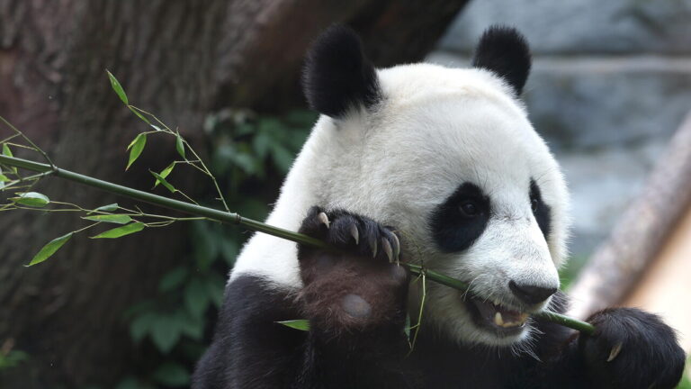 Two giant pandas from China flying to a zoo in the USA