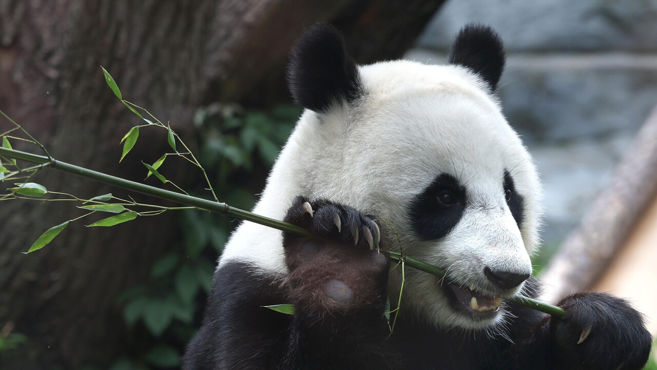 Two giant pandas from China flying to a zoo in the USA