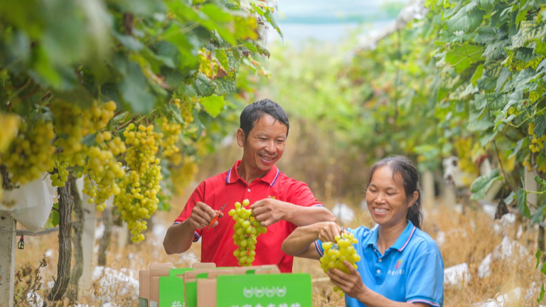 Des producteurs de fruits cueillent des raisins dans le comté de Dao, province du Hunan (centre de la Chine), le 19 septembre 2026. /VCG