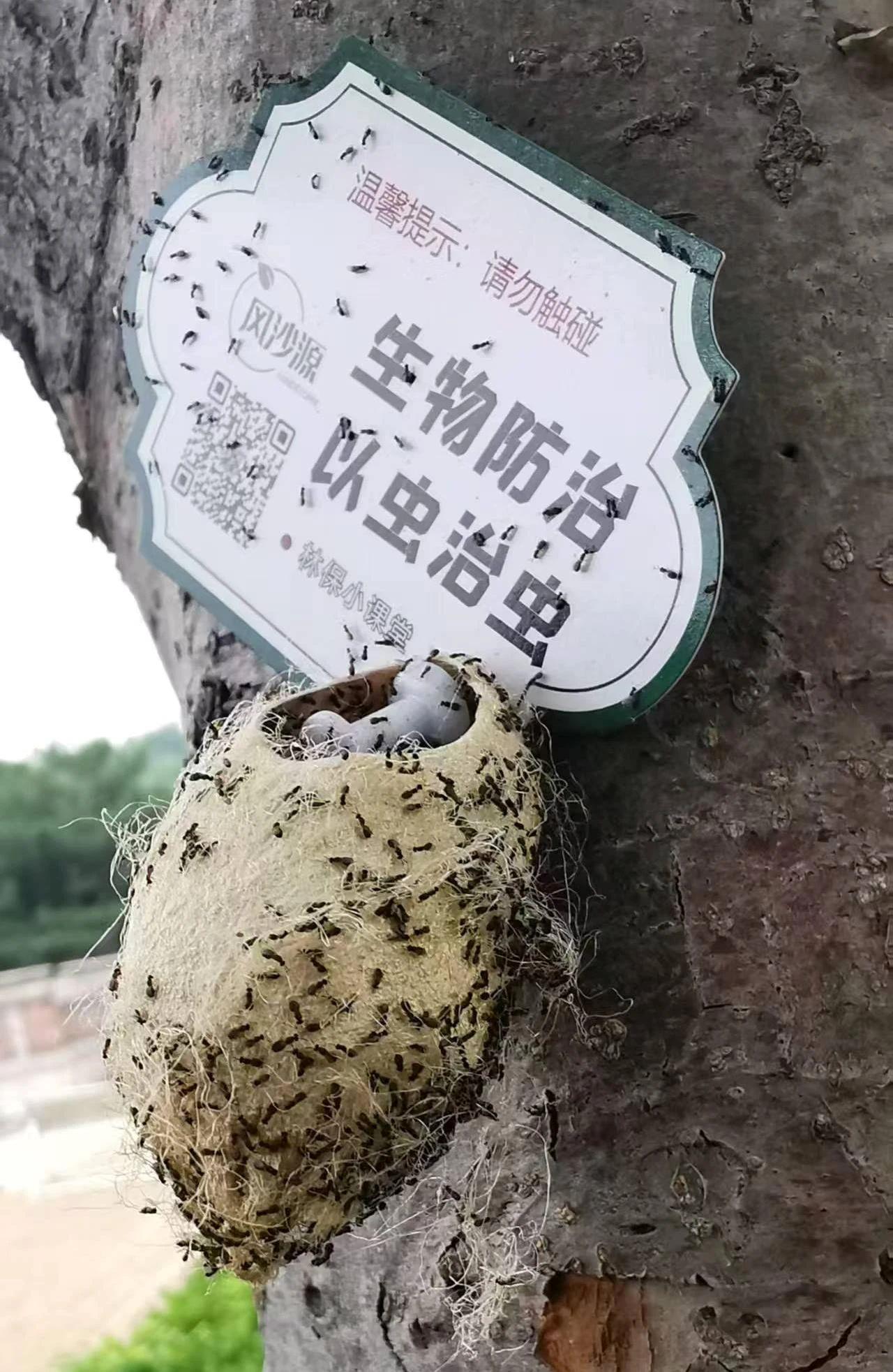 La photo d'archive montre un Chouioia cunea adulte émergeant de cocons, Pékin, Chine. /Groupe de médias chinois